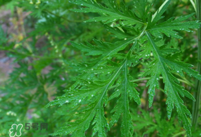 青蒿是什么植物？青蒿是種子植物還是裸子植物？