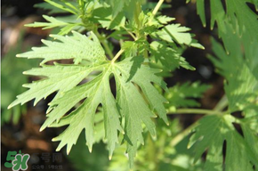 青蒿能吃嗎？青蒿可以吃嗎？