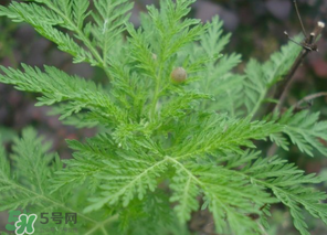 蒿子怎么做好吃？蒿子能涼拌嗎？