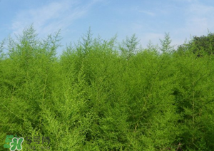 蒿子怎么做好吃？蒿子能涼拌嗎？