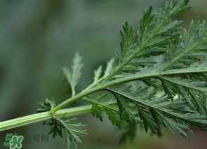 蒿子怎么做好吃？蒿子能涼拌嗎？