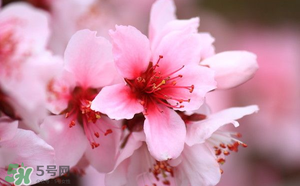 清明節(jié)還有桃花嗎？清明節(jié)去哪里看桃花？