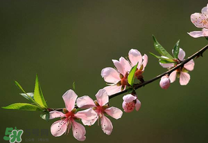 清明節(jié)還有桃花嗎？清明節(jié)去哪里看桃花？