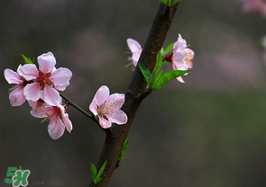 清明節(jié)還有桃花嗎？清明節(jié)去哪里看桃花？