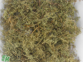 青蒿可以泡水喝嗎？青蒿能泡水喝嗎？