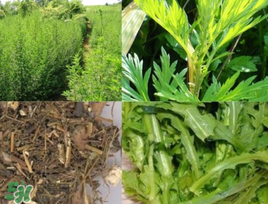 青蒿可以泡水喝嗎？青蒿能泡水喝嗎？