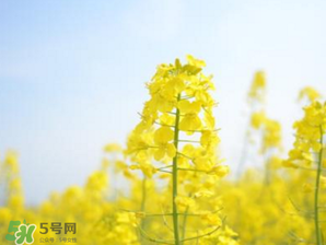 2017年清明節(jié)油菜花開了嗎？2017年清明節(jié)還有油菜花嗎？