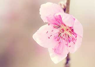 清明節(jié)還有桃花嗎？清明節(jié)去哪里看桃花？