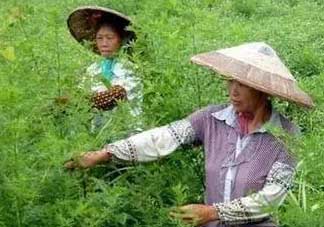青蒿可以泡水喝嗎？青蒿能泡水喝嗎？