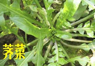 薺菜和狗肉能一起吃嗎？狗肉跟薺菜可以同食嗎？