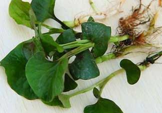 薺菜和魚腥草能一起吃嗎？薺菜和魚腥草可以同時泡茶嗎？