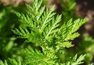 青蒿是什么植物？青蒿是種子植物還是裸子植物？