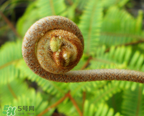 蕨菜什么時(shí)候采摘？蕨菜什么時(shí)候有？