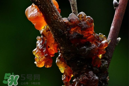 桃膠可以隔夜吃嗎？桃膠能過夜嗎？