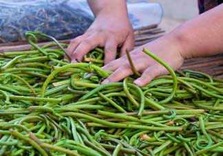 蕨菜什么時候采摘？蕨菜什么時候有？