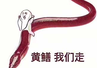 黃鱔為什么火了？黃鱔我們走為什么火了？