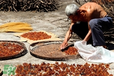 桃膠適合什么季節(jié)吃？桃膠什么季節(jié)吃最好？