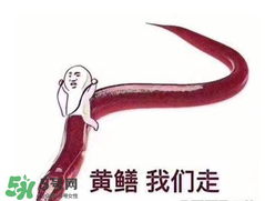 七彩皮皮鱔我們往死里鉆是什么意思？七彩皮皮鱔我們?nèi)€好地方是什么意思？