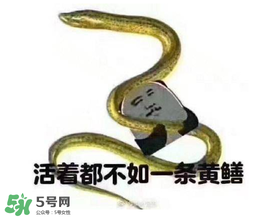 七彩皮皮鱔我們往死里鉆是什么意思？七彩皮皮鱔我們?nèi)€好地方是什么意思？
