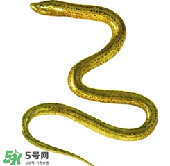 七彩皮皮鱔我們往死里鉆是什么意思？七彩皮皮鱔我們?nèi)€好地方是什么意思？