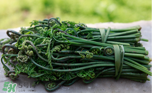 蕨菜能吃嗎？蕨菜可以吃嗎？
