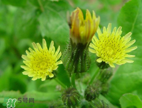 苦菜什么時候有？苦菜幾月份有？