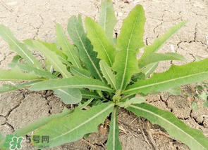 苦菜什么人不能吃？什么體質(zhì)不宜吃苦菜？