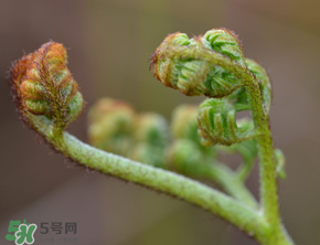 吃蕨菜會過敏嗎？皮膚過敏能吃蕨菜嗎？