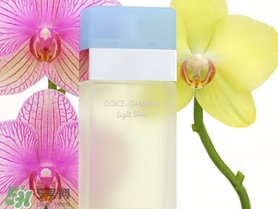 dolce gabanna香水哪款好聞？DG杜嘉班納香水推薦