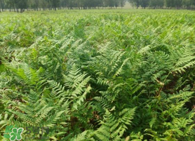 蕨菜可以種植嗎？蕨菜怎么種植？