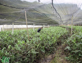 蕨菜可以種植嗎？蕨菜怎么種植？