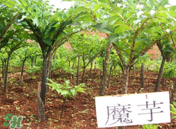 魔芋什么味道？怎么去除魔芋味道？