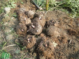 魔芋什么時候種植？魔芋怎么種植技術(shù)？