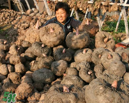 魔芋什么時候種植？魔芋怎么種植技術(shù)？
