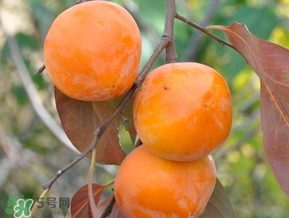 柿子什么季節(jié)成熟？柿子什么時(shí)候吃最好？