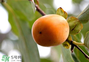 柿子為什么會(huì)澀？柿子怎么吃不澀？