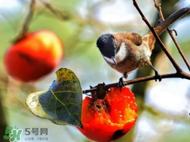 柿子為什么會(huì)黑？柿子為什么凍完發(fā)黑？