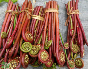 蕨菜是發(fā)物嗎？蕨菜是不是發(fā)物嗎？