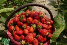 過(guò)敏性鼻炎可以吃草莓嗎？過(guò)敏性鼻炎能不能吃草莓？