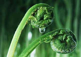 吃蕨菜會過敏嗎？皮膚過敏能吃蕨菜嗎？