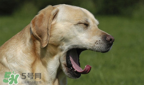 打哈欠會(huì)傳染嗎？打哈欠會(huì)不會(huì)傳染