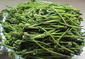 吃蕨菜有什么好處？吃蕨菜的好處