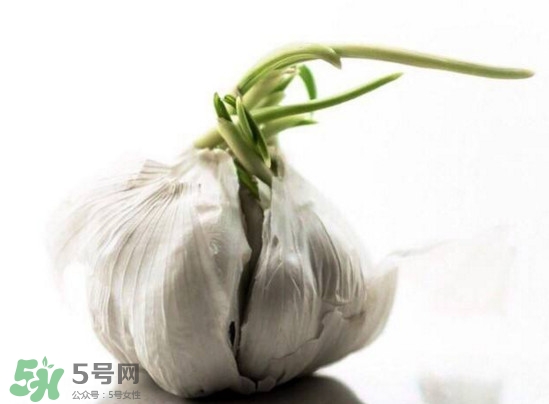 發(fā)芽的大蒜能吃嗎？發(fā)芽的大蒜能不能吃