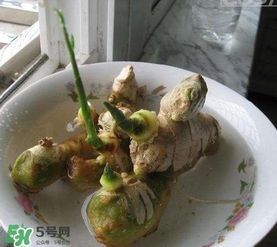 生姜發(fā)芽了能吃嗎？生姜發(fā)芽了能不能吃
