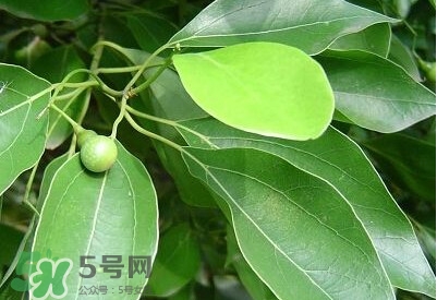 香樟樹的香味有害嗎？香樟樹的香味有沒有害
