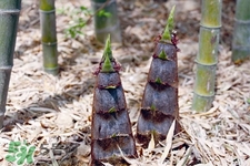 過敏體質(zhì)可以吃春筍嗎？皮膚過敏能吃春筍嗎？