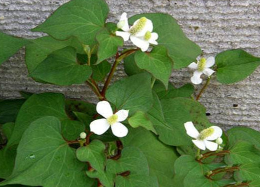 蕺菜怎么念？蕺菜怎么讀