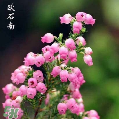 石楠花可以吃嗎？石楠花花語