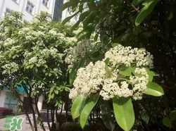 石楠花可以吃嗎？石楠花花語