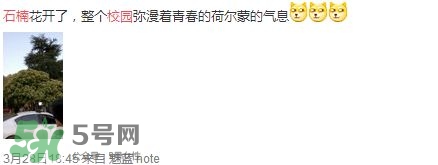 為什么學(xué)校要種石楠花？石楠花的味道為什么這么銷魂？
